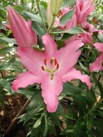 [5372 Lexus VZ No02.JPG]